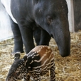 Tapir